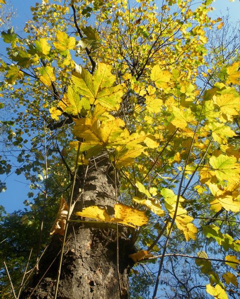 Klon Jawor (Acer Pseudoplatanus) 50/80cm zdjęcie 4
