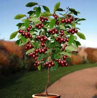 WIŚNIA kolumnowa na tarasy - sadzonki 60 / 100 cm