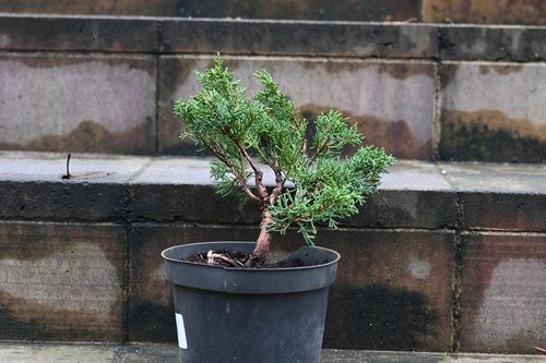 Jałowiec chiński Shimpaku - Juniperus chinensis 0065 na Arena.pl
