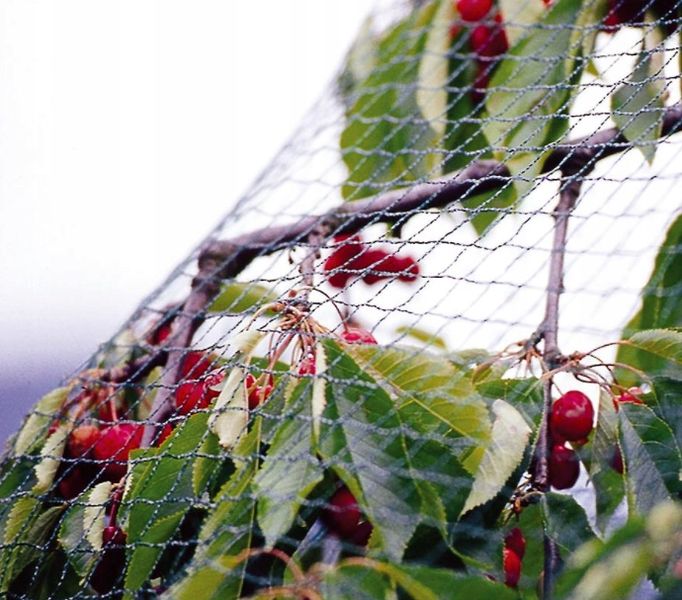 MOCNA SIATKA przeciw PTAKOM na BALKON na Drzewka Wolierę 7,5 x 7,5 m zdjęcie 7