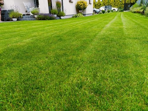 Nawóz do trawy SZYBKI EFEKT 10 kg Florovit na Arena.pl