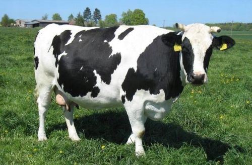 Wysłodki Buraczane Granulowane Melasowane bez GMO 20kg na Arena.pl