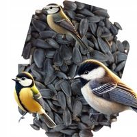 Słonecznik czarny karma dla papug i ptaków dzikich karmnik 10kg GRATIS