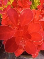 Berberys Orange Ice karłowy o ognistym wybarwieniu