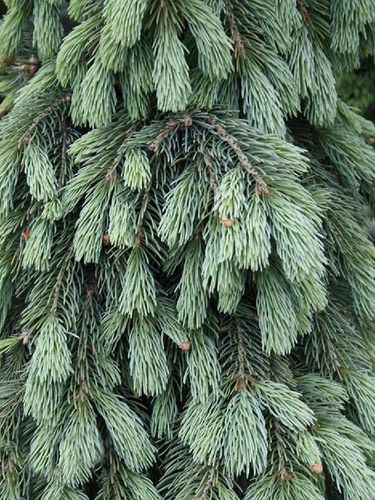 Świerk biały Pendula C7,5 na Arena.pl