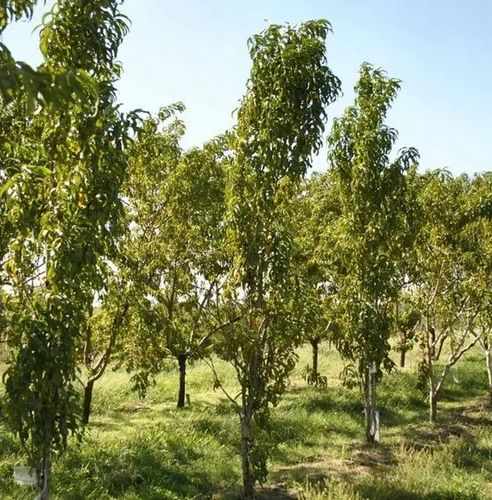 BRZOSKWINIA HARNAŚ kolumnowa - sadzonki 40 / 50 cm na Arena.pl