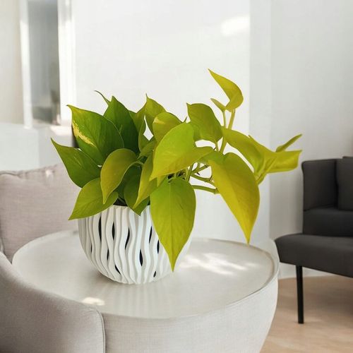 Epipremnum Golden Pothos Neon Żółty Gold Złocisty Scindaptus Epiprenium na Arena.pl