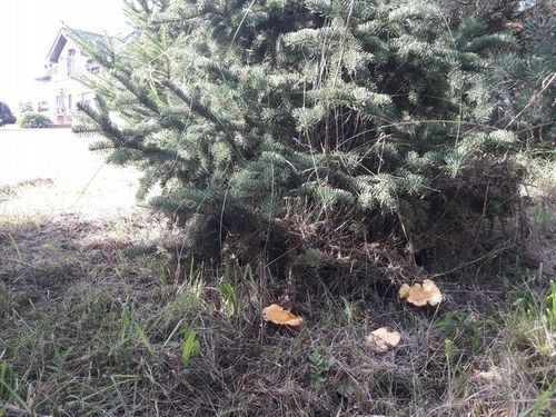 Grzybnia Borowik szlachetny + Kurka pieprznik na Arena.pl