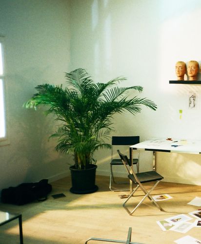 PALMA AREKA ARECA na Arena.pl