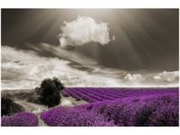 60X40CM LAWENDOWY WIDOK OBRAZ