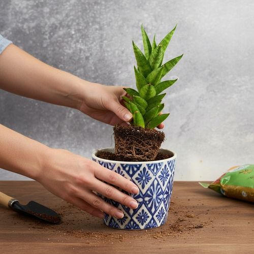 Sansevieria ''Starshooter'' Ø8cm kolekcjonerska niezniszczalna na Arena.pl