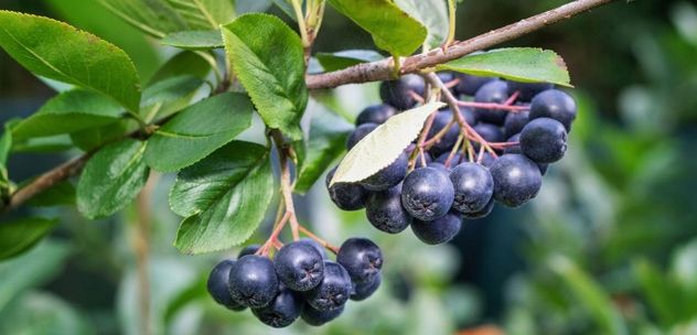 2x BestForKids Best Lab Witaminy Dla Dzieci Żelki BestLab Best For Kids zdjęcie 6