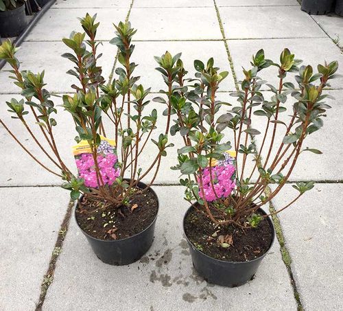 Azalia japońska Thekla C2 E na Arena.pl