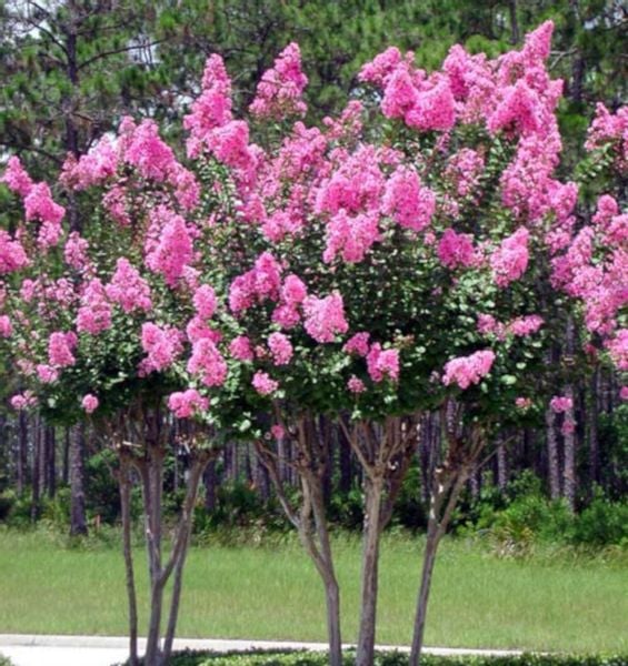 LAGERSTROEMIA - BEZ POŁUDNIA - sadzonki w don. !!! na Arena.pl