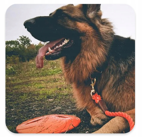TRIXIE Dysk Frisbee zabawka psa kauczukowa latająca pływa nie tonie 24cm na Arena.pl