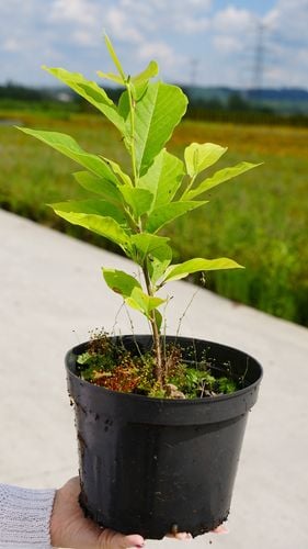Magnolia Biała Alba Superba w Doniczce 3L do Ogrodu na Arena.pl