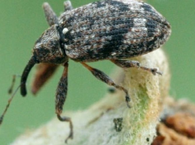 Deltam Ogród 100ml dawniej Decis owadobójczy zdjęcie 5