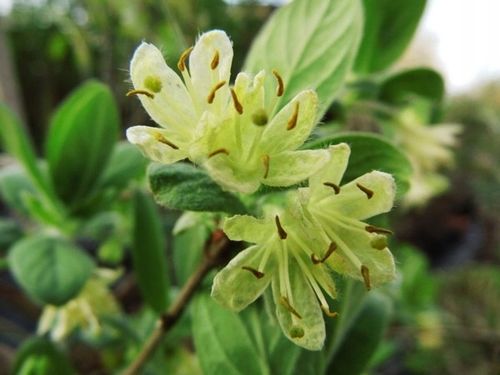 Jagoda kamczacka INDIGO GEM Kanadyjska Słodka Zapylacz odmiany Aurora na Arena.pl