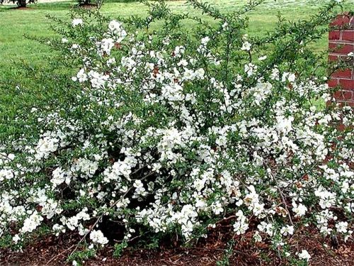 Pigwowiec pośredni JET TRAIL Białe kwiaty C2 na Arena.pl