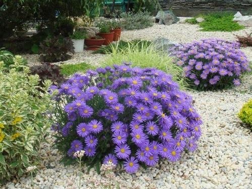 Aster alpejski VIOLET Karłowy Wiosenna bylina Na skalniak Sadzonki P9 na Arena.pl