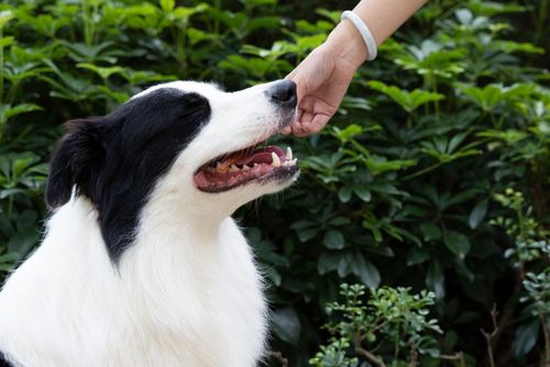 Miękki filet z kurczaka dla psa - przysmak pałeczki z kurczaka 500g SNAPPY na Arena.pl