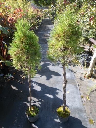 Sosna górska VARELLA PA 80-100cm C4/C5 na Arena.pl