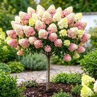 HORTENSJA NA PNIU RÓŻOWO - PISTACJOWA 150 / 170 CM