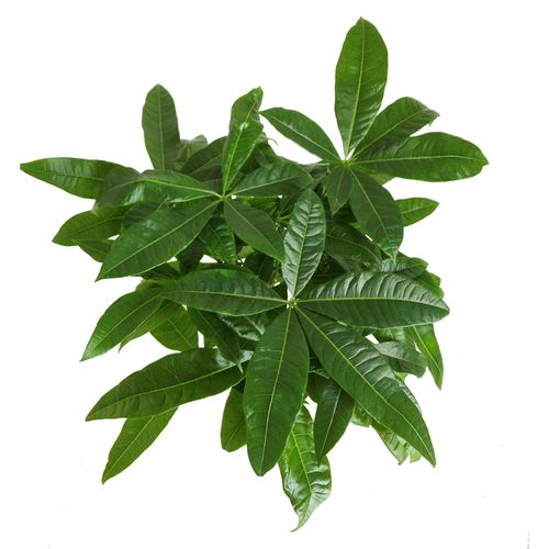 PACHIRA WODNA 70cm na Arena.pl