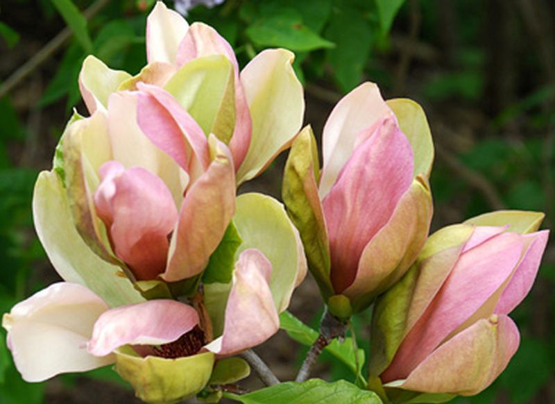 Magnolia × brooklynensis 'Woodsman UNIKAT KOLEKCJA zdjęcie 1