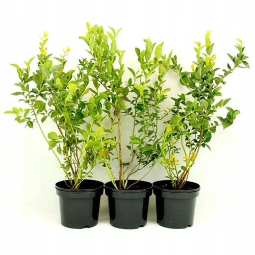 ZIEMIA PODŁOŻE DO BORÓWKI Z NAWOZEM KWAŚNA TORF ROŚLIN KWASOLUBNYCH na Arena.pl