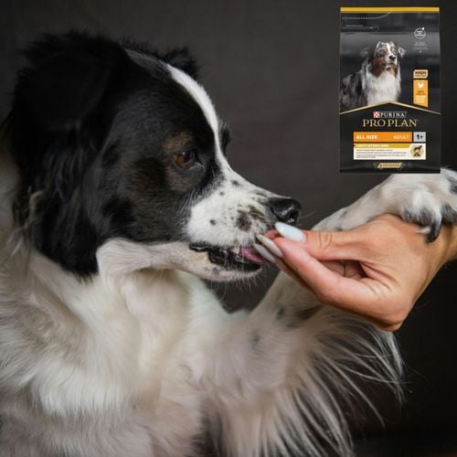 sucha karma dla psa purina pro plan kurczak 16.5 kg psy po sterylizacji na Arena.pl