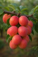 ŚLIWA BRZOSKWINIOWA słodkie orzeźwienie - sadzonki 90 / 140 cm