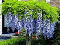 Wisteria BLUE MOON KARŁOWA ODMIANA NOWOŚĆ !!!