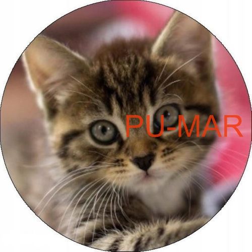 Opłatek na tort KOT Kotek Kotki Kiciuś Kocur Miluśiński Tekst Gratis na Arena.pl