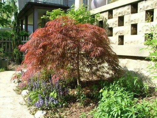 Klon palmowy Crimson Queen PA 70-90cm C2 na Arena.pl