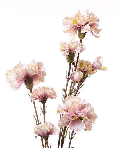 Goździk gałązka kremowy na Arena.pl