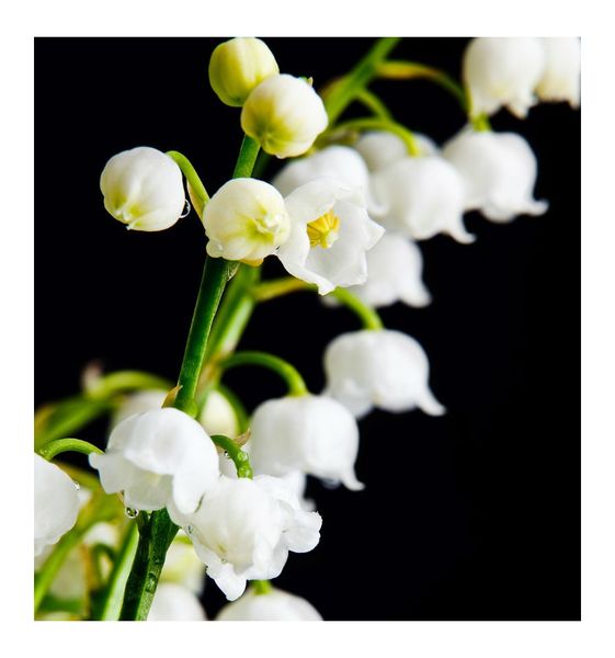 Yodeyma Seducción Woda Perfumowana Dla Kobiet 100ml zdjęcie 4