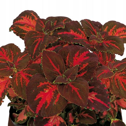 ZESTAW do uprawy na PREZENT Koleusy Pokrzywki "JUŻ WYSIANE" nasiona na Arena.pl