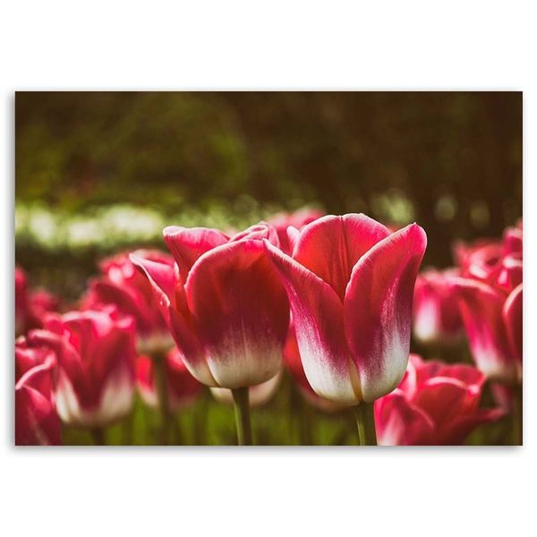 Emaga Obraz na płótnie, Kwitnące tulipany - 60x40 zdjęcie 3
