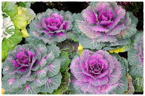 Kapusta ozdobna ZESTAW 8szt sadzonek MIX KOLORÓW na jesień i zimę na Arena.pl