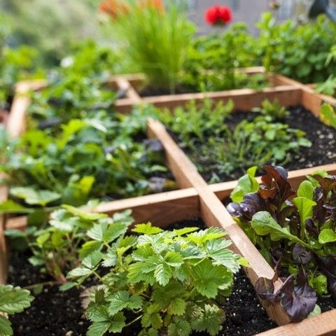 Nawóz Mączka Bazaltowa 25kg Do Róz Kwiatów Roślin Naturalny na Arena.pl