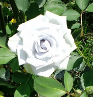 RÓŻA rabatowa biała - sadzonki 20 / 30 cm