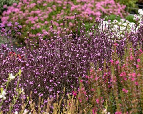 Werbena patagońska Bampton - Verbena officinalis na Arena.pl