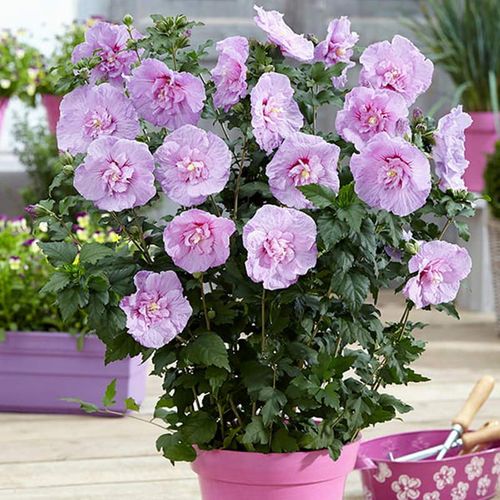 Ketmia syryjska Lavender Chiffon ® P9 E na Arena.pl