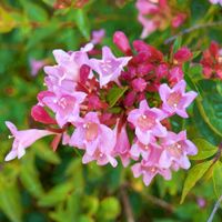 Abelia wielkokwiatowa 'Pinky Bells' Różowe Kwiaty (Abelia grandiflora) 2.0L