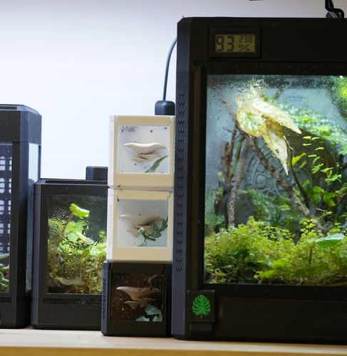 Terrarium szklane -6,5 x 6,5 x 6,5 dla pająka, modliszki, skakuna na Arena.pl