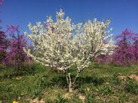 Judaszowiec chiński Shirobana 140-160cm C5