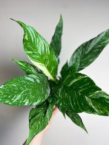 Spathiphyllum Diamond variegated Skrzydłokwiat z biało zielony liśćmi na Arena.pl