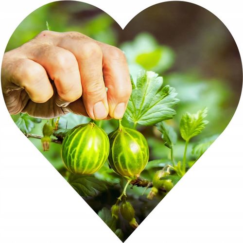 Agrest zielony na pniu GIGANT - TROSZKE JAK BYCZE JAJKA a zapach na Arena.pl