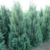 P9 CYPRYSIK LAWSONA Chamaecyparis Columnaris